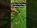 Ciri Khas Pohon Pepaya California (Carlina)