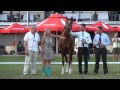 eternal arabian stallion 2013 senior bronze national champion stallion of poland