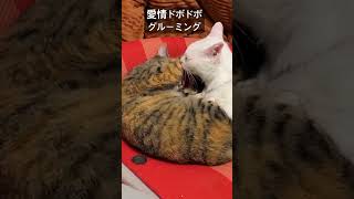 愛情ドボドボグルーミングのあと #cat  #猫  #ねこ  #animal  #cute  #猫のいる暮らし #shorts