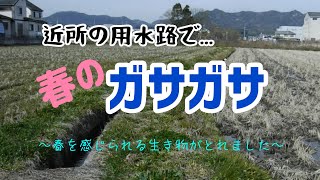 近所の用水路で春のガサガサ！変なエビが取れた...