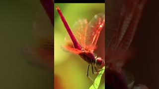 COMMON ANIMALS |RED DRAGONFLY!!!#shorts