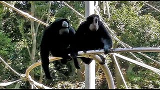 叫ぶフクロテナガザルShout　Siamang