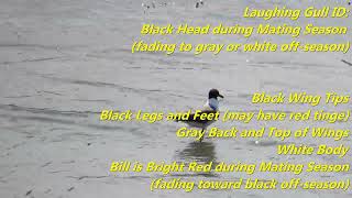 Laughing Gull Behavior and ID Tips #birds #birdidentification #seabirds #gulls #birding