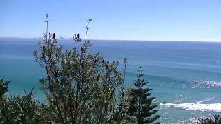 Kirra Beach  Coolangatta Q Australia