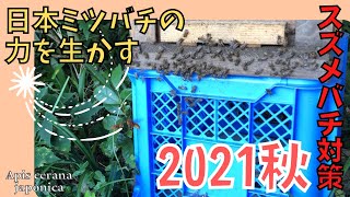 【日本ミツバチ】スズメバチ対策🐝✨熱殺蜂球が起きやすいアミ❓簡易アミと呼んでいる「金網＆やわらか網」の二重ネットがお気に入り💖巣門ガードと併用して手軽に👌✨