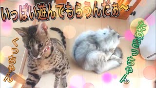 何か面白い事ないかな？　遊びを探すサバンナキャット 　　サバンナキャット ラグドールノルウェージャン