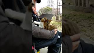 ☂雨の日、膝に飛び乗って来た子猫が降りなくなった！(リキちゃん)🤣😻　☂The kitten that jumped on my lap stopped getting off!🤣😻　#Shorts