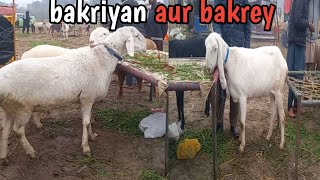 kunjah mandi gujrat update || bakron ke new rate || bakriyon ke new rate |pets and animals farming