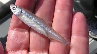 Facts: Smelt
