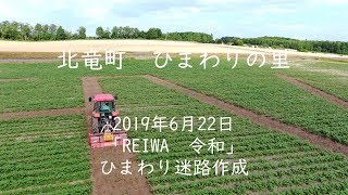 北海道　北竜町　ひまわりの里　2019年6月22日　「REIWA　令和」ひまわり迷路作成【ドローン空撮】