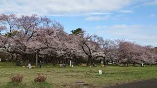 2022 小金井公園の桜