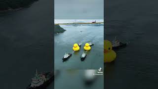 Giant rubber ducks float down Hong Kong river  #shorts