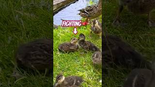 Ducklings practice fighting 子ガモのケンカの練習 #shorts