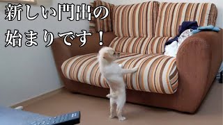 我が家に子犬がやってきた！千里(せんり)♂【生後2ヶ月】