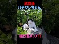 武闘派ハチワレちゃんの強烈な猫パンチ‼️ shorts