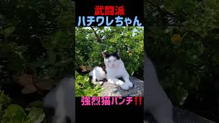 武闘派ハチワレちゃんの強烈な猫パンチ‼️#shorts