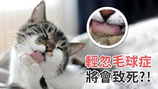 輕忽毛球症將會致死?!  ｜ 愛寶寵新知 AIPAWs X 毛小孩愛健康 IFURRY