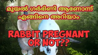 #മുയൽ #ഗർഭിണി ആണോന്ന് എങ്ങിനെ അറിയാം #rabbit #pregnant or not?