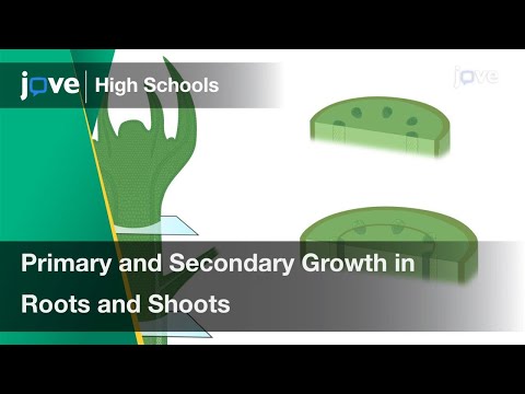 What are primary and secondary tissues in plants?