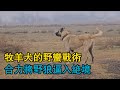 牧羊犬的野蠻戰術，合力將野狼逼入絕境，當主人換身裝扮蒙住頭時，坎高犬竟然發動了攻擊，是忠誠還是誤會？