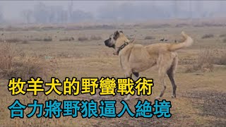 牧羊犬的野蠻戰術，合力將野狼逼入絕境，當主人換身裝扮蒙住頭時，坎高犬竟然發動了攻擊，是忠誠還是誤會？