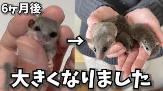 アフリカヤマネの赤ちゃんが立派に育ったよ。