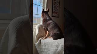 177 IQ built in 6:30am alarm clock#acd #heeler #shorts