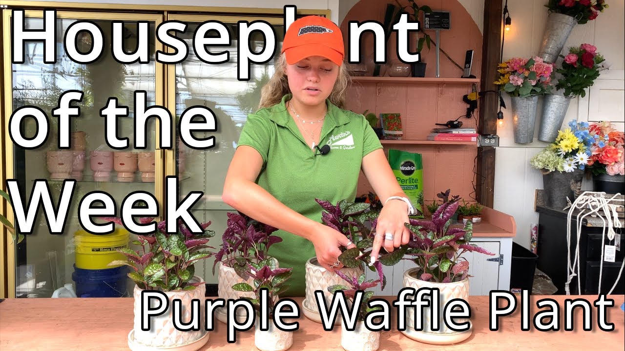 Purple Waffle Plant Houseplant Of The Week Youtube