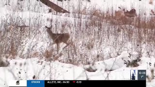 Deer hunting halted due to chronic wasting disease