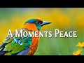 A Moments Peace - Dream World Scenic Relaxation 4K