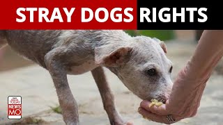 Delhi High Court: Stray Dogs Have Right to Food | NewsMo