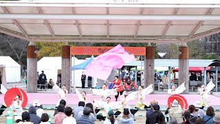 【佛教大学よさこいサークル紫踊屋】第20回 京都さくらよさこい 2024