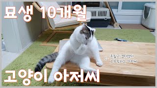 아저씨 같은 매력의 고양이