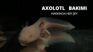 Axolotl Bakımı Hakkında Her Şey