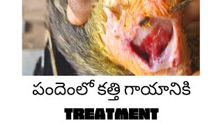 పందెంలో కత్తి గాయాలకు Treatment | By EasyFarming కోడిపుంజులు