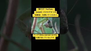 【ASMR】オオカマキリの「咀嚼音」を聞いてください。 #love #クワガタ #昆虫食 #mukbang #カブトムシ #eating #mantis #hornet #korea #japan