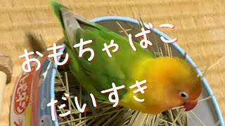 【ボタンインコ】おもちゃばこがお気に入りになりました