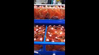 How to keep live octopus in an aquarium .( 살아있는 문어가 수족관에 있는 방법 )