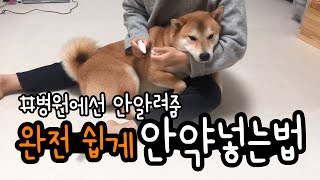 강아지 안약 넣는방법, 완전 핵꿀팁!