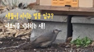 토종벌의 천적  산까치