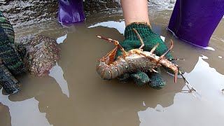 猪猪跟老爸扛抽水机赶海，龙虾海鳗全都有，坑底石块下全是好东西