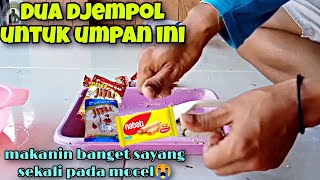 DUA Djempol buat umpan ini‼️makanin terus ikan sekilo 2/3 ekor umpan jitu mancing ikan mas harian