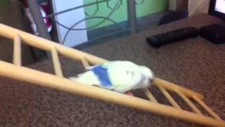 Disabled budgie climbs ladder