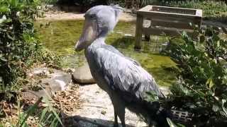 shoebill、ハシビロコウの羽干し