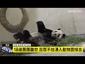 一路好走！貓熊「團團」病逝　動物園湧人潮悼念｜ 鏡新聞