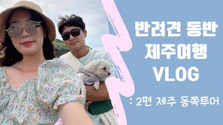 반려견 동반 제주 동쪽 여행🍊 | 경청도부부 제주여행 VLOG 2편 🐾 | 제주 동쪽 반려견 동반숙소 , 반려견 동반우도, 직접 가 본 내돈내산 맛집 카페 공유