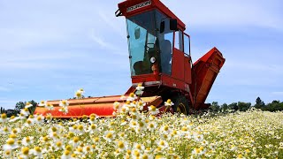 Žetva kamilice na poljima u okolici Virovitice