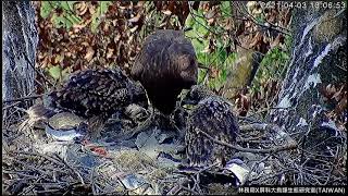 屏東黑鳶巢 - 午餐x2 Lunch - Pingtung Black Kite nest 20210403