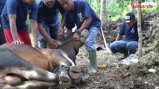 Proses Mengikat Sapi dan Merubuhkan Sapi - Cara Menyembelih Qurban Part 4