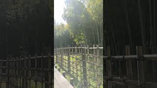 赤山陣屋　北堀の西端　竹林　伊奈氏の姫と龍にまつわる伝説がのこされている　Bamboo Grove Akayama Castle Ruins #川口市  #sightseeing #赤山城跡